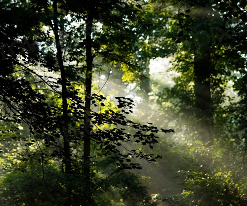Veel planten en dieren bedreigd met uitsterven